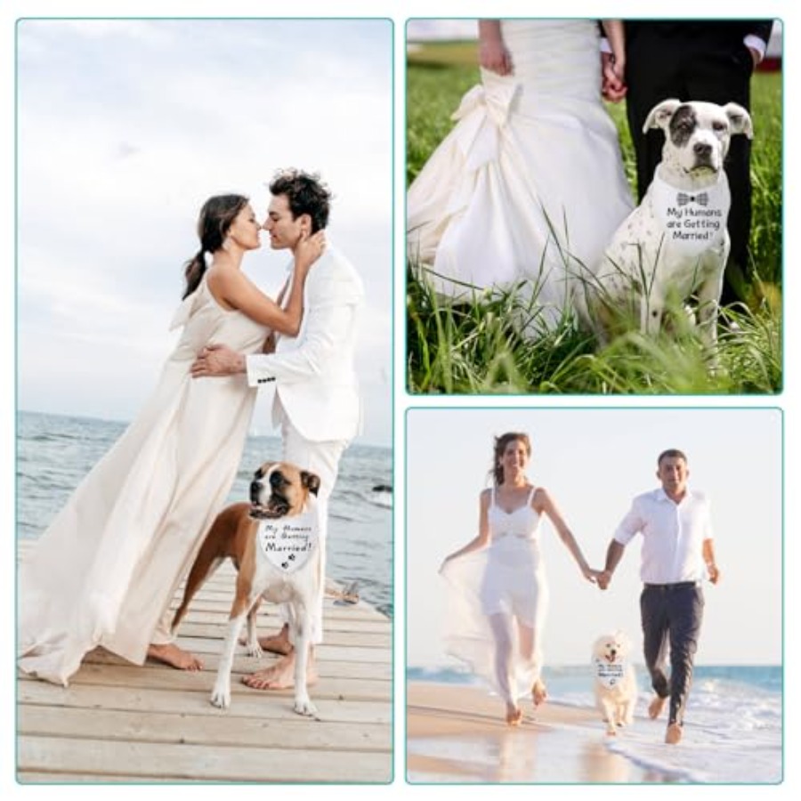 Blank Dog Bandanas Large-1PCS, - Bandana Blank White avis et prix